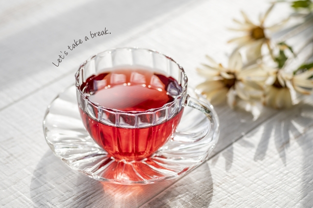 ネットで検索する猫